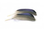 Mallard Duck wing quills blue/white tip